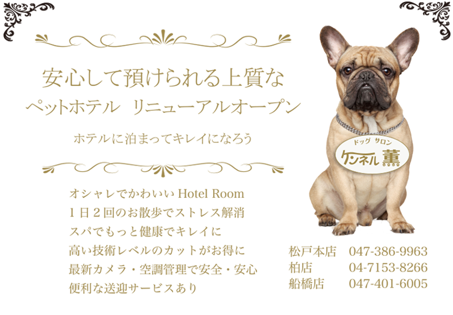【2020年最新】松戸市で犬を預けるおすすめのペットホテルを紹介
